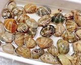 スープが絶品！あさりとあおさのおうどん。作り方2写真