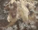 鯛のアラで♪鯛だしラーメン作り方7写真