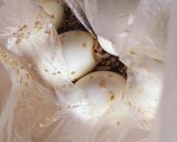 早朝弁当★袋の中で★玉ねぎだけの麻薬玉子作り方4写真