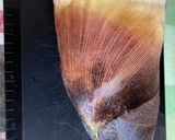 たけのこのアク抜き作り方1写真