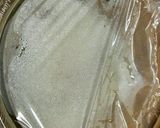 翌日も柔らか！米粉でよもぎ餅作り方6写真