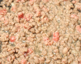 コク旨♡キャベツとひき肉のオイスター炒め作り方2写真