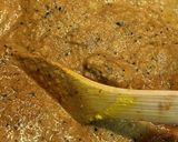 ココナッツミルクで甘めのファイナルカレー作り方15写真