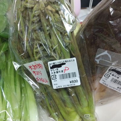 タラの芽のおひたし by クックちゃる 【クックパッド】 簡単