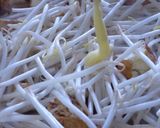 厚揚げともやしと豆苗の炒め物作り方4写真