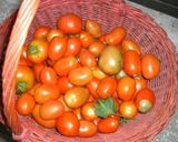 自家製トマトの瓶詰め作り方1写真