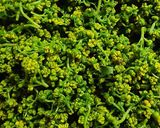 色を残した花山椒の塩漬け　保存法作り方11写真