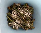 ワラビを茹でる　(タンサン使用)作り方6写真