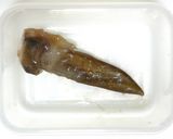 鯣烏賊（するめいか）の肝（ワタ）の姿塩辛作り方7写真