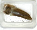 鯣烏賊（するめいか）の肝（ワタ）の姿塩辛作り方6写真