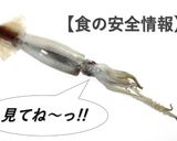 鯣烏賊（するめいか）の肝（ワタ）の姿塩辛作り方12写真