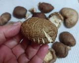★簡単！部屋干しで＊干し椎茸＊♪作り方4写真