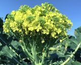 ブロッコリーの花の麵つゆ漬け揚げ作り方1写真