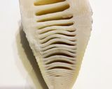 めんつゆで簡単！たけのこの煮物作り方1写真