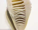 めんつゆで簡単！たけのこの煮物作り方1写真