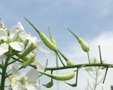 大根の実、茹でただけ作り方3写真