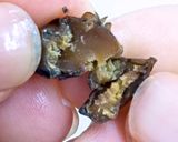 食品乾燥機で時短！黒豆の甘納豆の作り方作り方6写真