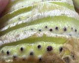 たけのこの下拵え作り方3写真
