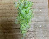 味噌汁 かぶと油揚げと長葱作り方4写真