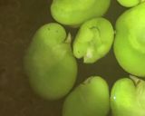 甘くて美味しい♪そら豆の蜜煮(甘煮)作り方4写真