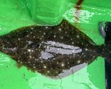 釣って来たヒラメでキノコソテー作り方1写真