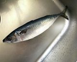 簡単な/その日に食べれる・鯖寿司作り方3写真