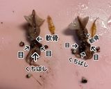 ★ホタルイカとブロッコリーの明太子パスタ作り方2写真