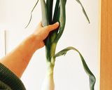 葉玉ねぎの煮物作り方1写真