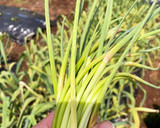 ニンニクの芽とたけのこの豚肉炒め作り方1写真
