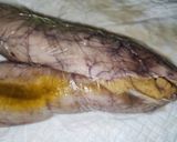 切れ目の入った魚卵を補修してカラスミ作り作り方6写真