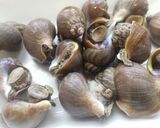 磯ツブ貝の煮付け作り方1写真