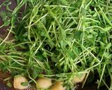 町中華メニュー　豆苗のにんにく炒め作り方2写真