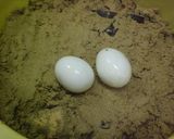 ぬか漬け　ゆで卵作り方1写真