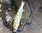 アマゴのかんたん香草焼き！作り方1写真