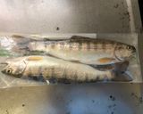 アマゴのかんたん香草焼き！作り方2写真