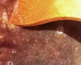 牛スジ肉のワイン煮込み作り方8写真