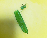絹さや（さやえんどう）のスジ取り〜下茹で作り方1写真