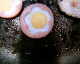 うずら卵のお花作り方2写真