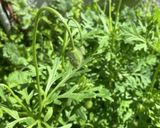 知らん草作り方10写真
