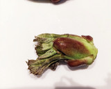 タラの芽の下処理方法作り方1写真