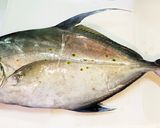 釣りごはん☆釣った魚の出汁でタイスキ作り方3写真