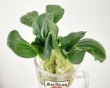 イカとチンゲン菜炒め作り方22写真
