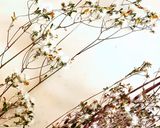 スギナとオニタビラコの野草緑茶作り方1写真