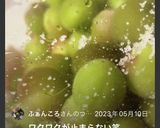 ★梅干し① 梅の塩漬け　塩漬け梅作り方14写真