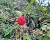 『草苺』コンポート作り方1写真