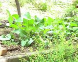 山わさびの醤油漬け作り方8写真