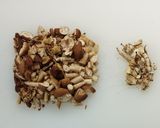 監督流キノコご飯作り方6写真