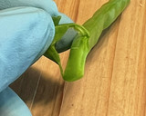 白だしで簡単、サヤエンドウの煮物　大量作り方2写真