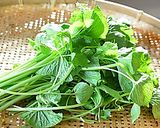 葉わさびと小海老のかき揚げ♪作り方1写真