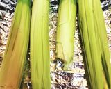 ヤングコーン　グリル焼き　2023作り方2写真